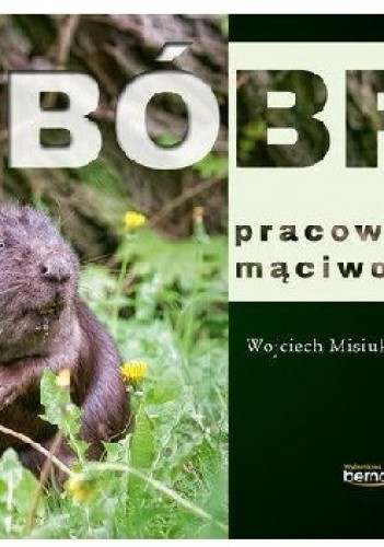 Bóbr pracowity mąciwoda